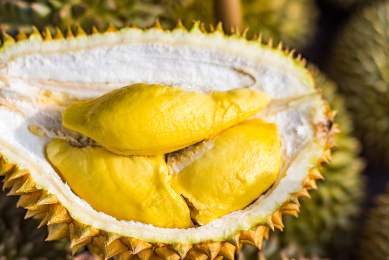 Durian Linggau Mulai Hiasi Sepanjang Sudut Kota Palembang