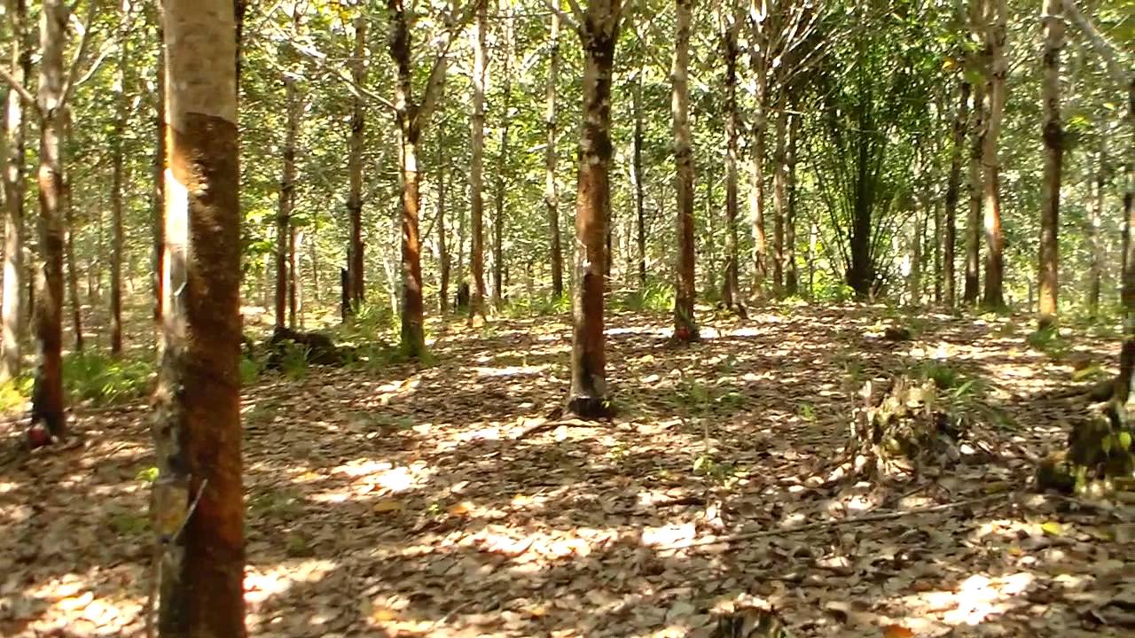 Hebat! 2.000 Hektar Kebun Karet diremajakan Pemerintah Kabupaten Musi Banyuasin