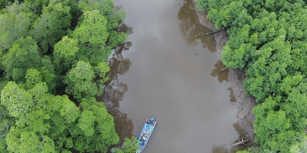 Mangrove yang Memberi Harapan Nelayan Sembilang