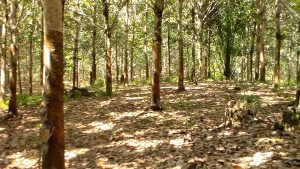 hebat-2000-hektar-kebun-karet-diremajakan-pemerintah-kabupaten-musi-banyuasin03420259